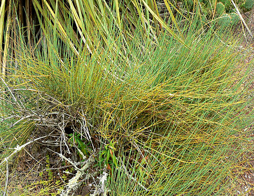 Ephedra californica